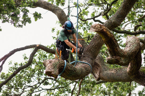 How Our Tree Care Process Works  in  Minster, OH